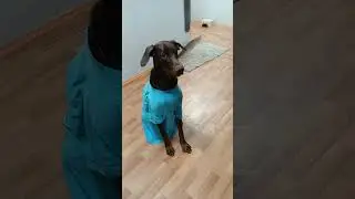 Доби подарили вещи) #dog #доберман #игры #мальчик #милашка #подарки