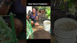 How I Grow YAMS in SMALL Spaces Successfully!