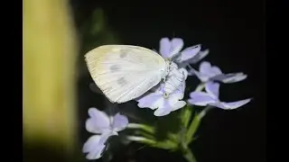 20250725　The little cabbage white butterfly that let me touch it at night ^^