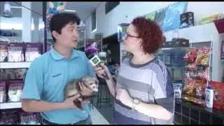 TV UP / Programa Marta Costa - É O BICHO: Conheça mais sobre Furão