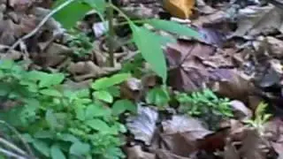 How To Make Poke Sallet