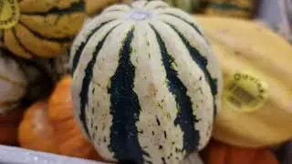 Dovlecei ornamentali.