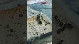 Муравьиная ферма. Жнецы. 29 день #ants #spider