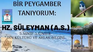 Hz. Süleyman (a.s) 5.sınıf #dinkültürü #5.ünite #evakademisi #konuanlatım #bursluluk