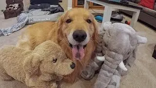 Oshie's NEW IKEA Stuffed Elephant | Golden Retriever VLOG