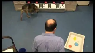 Coral Counting Teaser - Phase 1 & 2