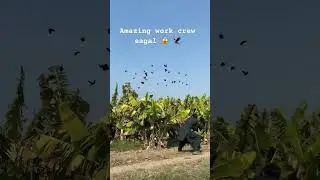 Amazing work crew eagal 😱 🐦&zwj;⬛ #bird #kabootarba #hunting #automobile #birdhunting #waterfowling