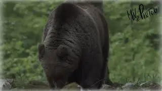 NEL CUORE DELLA NATURA SELVAGGIA TRENTINO NATURA WORLD IN 4K