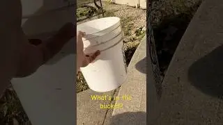 Mystery Bucket