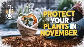 WINTERIZING Like a Pro! My Top Tips to Save Your Plants in November