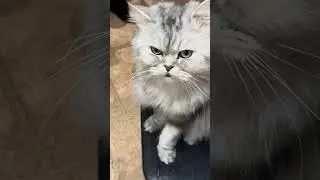 Спектр эмоций #cat #веселыекоты #кот #прикольныекоты #котики #видосыоткота #красиваякошка