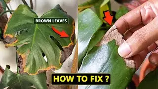 Monstera leaves turning brown ?