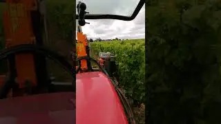 Effeuillage Provitis