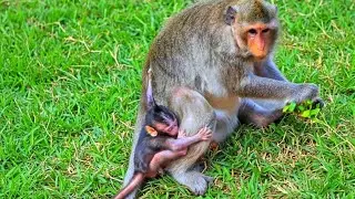 F168-52- It's time Button's baby happy have milk