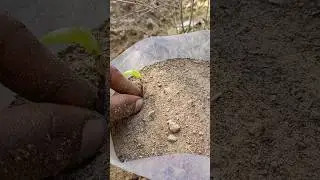 How to plant aloe vera pups #shorts#youtubeshorts #gardening
