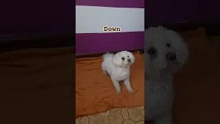 Dog obedience commands🐶 #dog #puppy #shorts #maltese #cutedog #cutepuppy #traning #cuteanimal