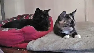 The Cat Days Of Our Lives - Episode 2