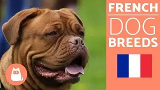 Top 10 French Dog Breeds