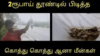 🐠tilapia fish catch in🎣 /road side lake👌🥰#fishing #trending #video #viralvideo #views #tilapia