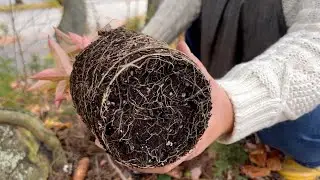 Planting Wintersown Native Plants On Woodland Flats : The Bittersweet Gardens