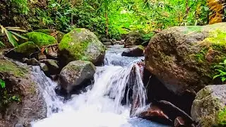 Continuous Roar of Pure River Water in Hidden Jungle for Deep Mental and Emotional Healing