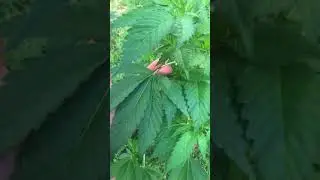 GH Skunk 17