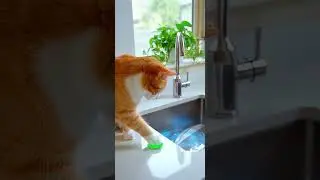 Magical Kitten Activates Glowing Button to Instantly Clean & Steam Dishes!  #kitten #magic  #cat