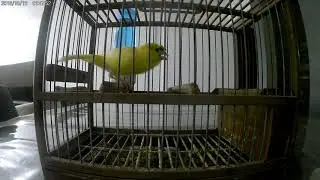 russian canary kuwait 99402246