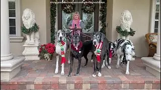 Five Festive Great Danes Enjoy A Florida Pack Walk