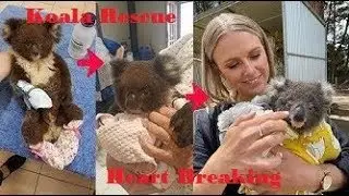 Koala Rescued from fire