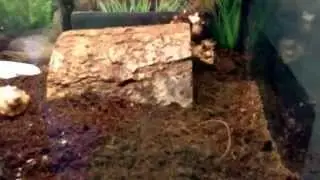 Basic Hermit Crab Care: Part 1 - Substrate