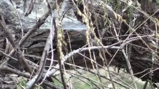 Northern Beardless Tyrannulet
