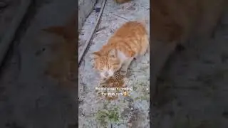 Thinking I'm feeding the stray cats UNTIL..🥲 #shorts