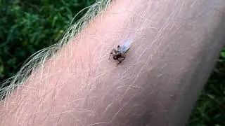 Лосиная муха или оленья кровососка | Lipoptena cervi or deer fly