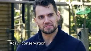 Henry Cavill: What Type Of Animal Would You Be If You Weren't Human?