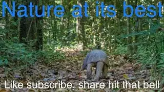 Nature park - Fern Forest