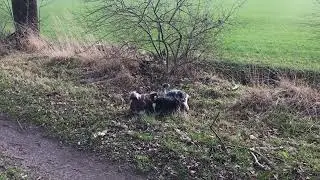 Snuffelen