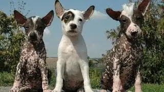 60 Seconds Of Cute Peruvian Inca Orchid Puppies!