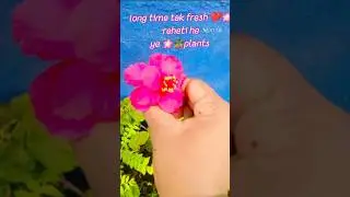 5🌸long time tak fresh rehene wali flower 🌸🌷 #terracegardenindia #flowers