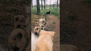 Suspense. #dogshorts #funnydogs #funnydogvideos #dogs #youtube #youtubeshorts