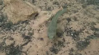 Dwarf Snakehead Fish in an Eastern Ghat stream in Andhra Pradesh, India