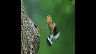 Hoopoe Bird feeding its chick | Upupidae |#shorts