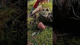 Rh&ouml;n Steinpilze. Saison 2025