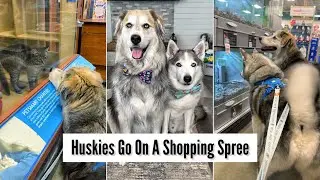 Huskies Go On A Shopping Spree 