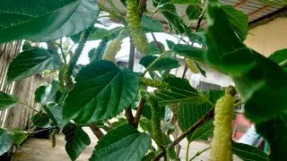 Review long white mulberry 
