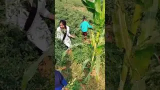 Farm house | Harvesting Mirch | Red chilly harvesting