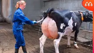 КОГДА КОРОВЫ ДАЮТ СЛИШКОМ МНОГО МОЛОКА