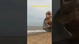 Unusual catch. #sea #beach #wray #shark #cod #codfishing