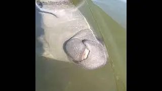 Manatee Kayak Cleaning Service. Manatee Looking Up Through a Clear Kayak