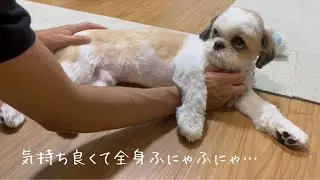 【シーズー】全身ふにゃふにゃまったりモードからのミニ運動会♪🐶